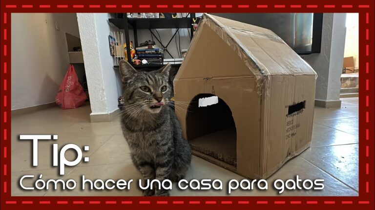 Crea tu propio refugio: haz una casita para gatos de cartón