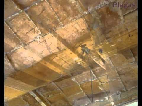 Vigas de madera carcomidas: cómo repararlas en solo unos pasos