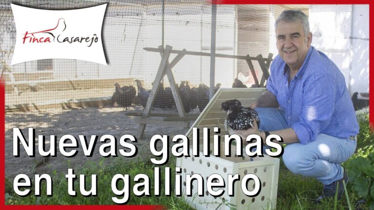 Descubre el límite de gallinas permitido sin declaración en Galicia: ¡No te quedes sin saber!